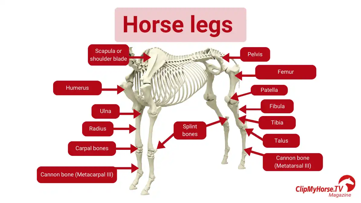 anatomy-of-a-horse-skeleton-muscles-organs-and-their-functions